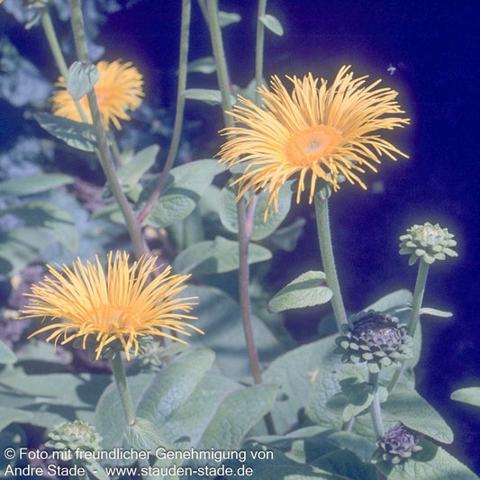 Hoher Alant (Inula magnifica)