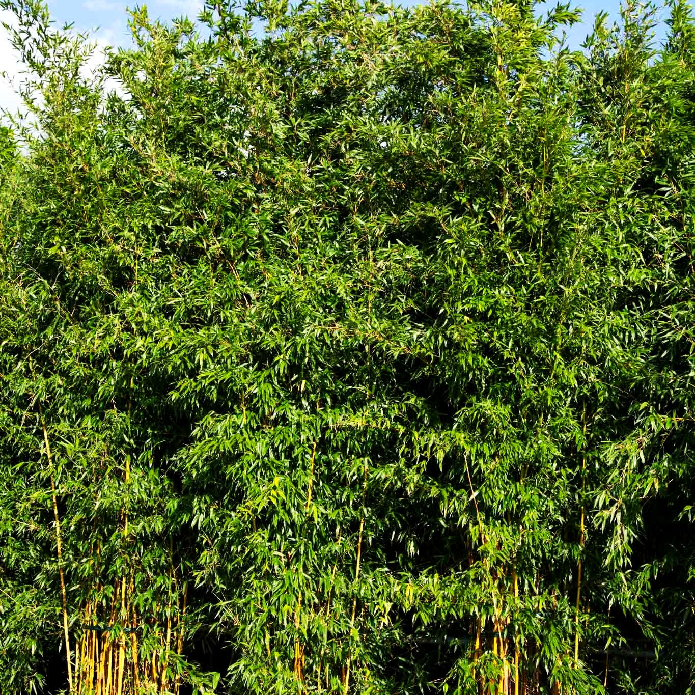 Hoher Bambus (Phyllostachys aureosulcata spectabilis)