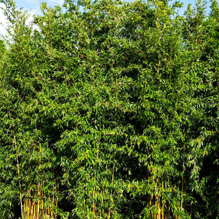 Hoher Bambus (Phyllostachys aureosulcata spectabilis)