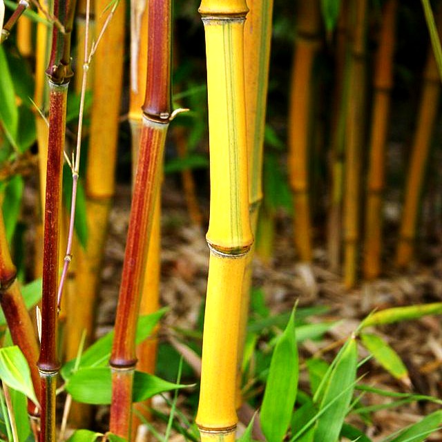 Hoher Bambus (Phyllostachys aureosulcata spectabilis)
