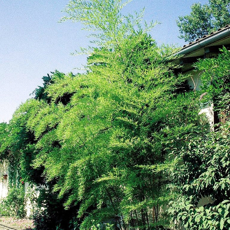 Hoher Bambus (Phyllostachys aureosulcata spectabilis)