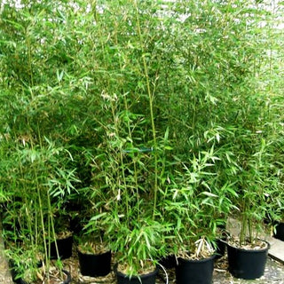 Hoher Bambus (Phyllostachys bissetii)