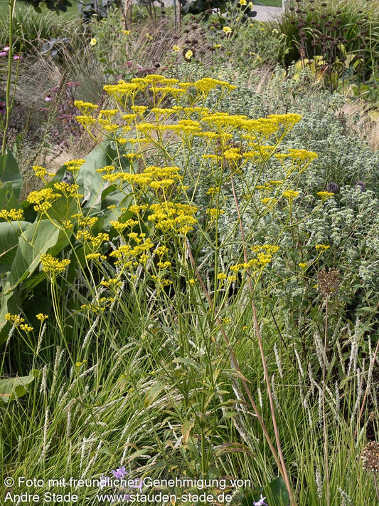 Hoher Goldbaldrian (Patrinia scabiosifolia)