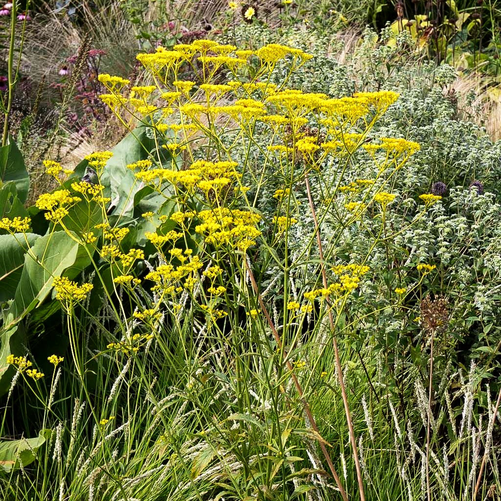 Hoher Goldbaldrian (Patrinia scabiosifolia)