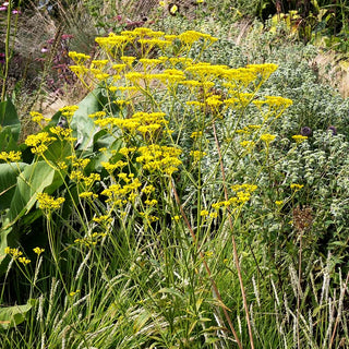 Hoher Goldbaldrian (Patrinia scabiosifolia)