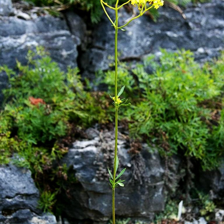 Hoher Goldbaldrian (Patrinia scabiosifolia)
