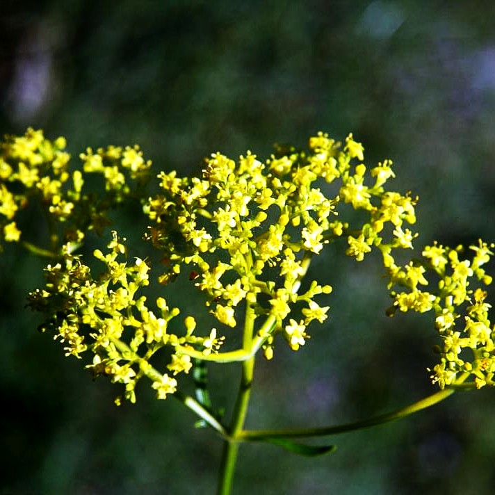 Hoher Goldbaldrian (Patrinia scabiosifolia)