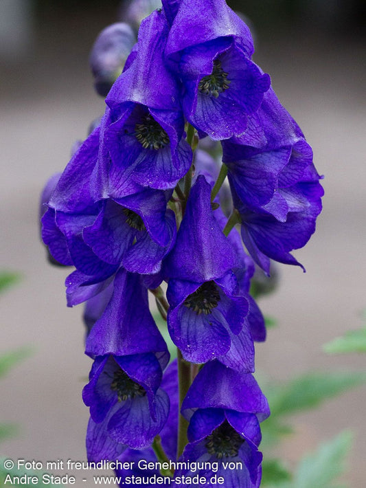 Hoher Herbst-Eisenhut 'Arendsii' (Aconitum carmichaelii , veg.)