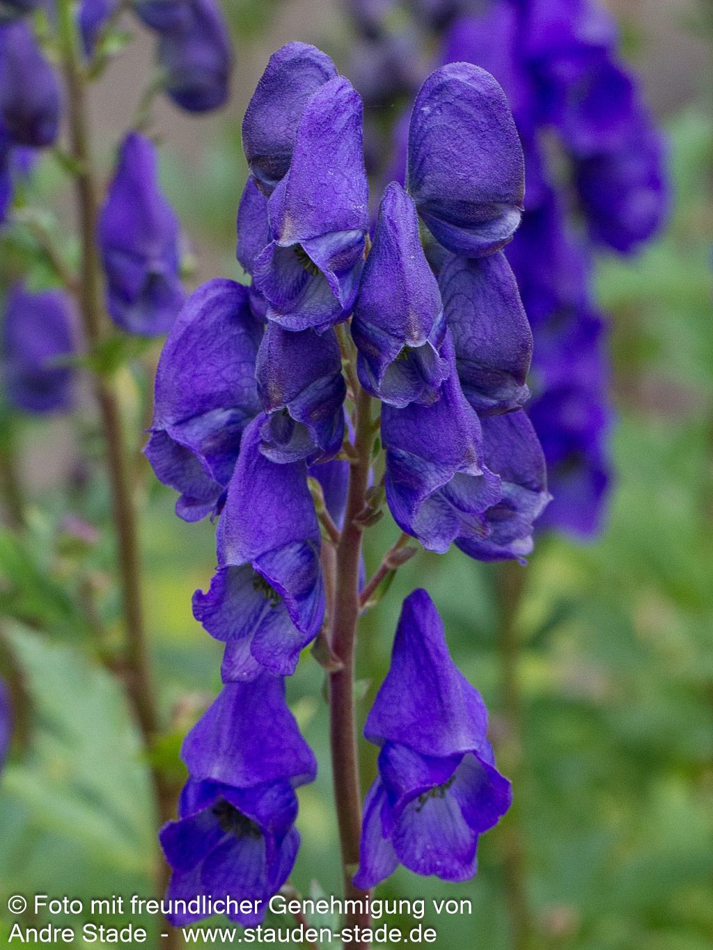 Hoher Herbst-Eisenhut 'Arendsii' (Aconitum carmichaelii , veg.)