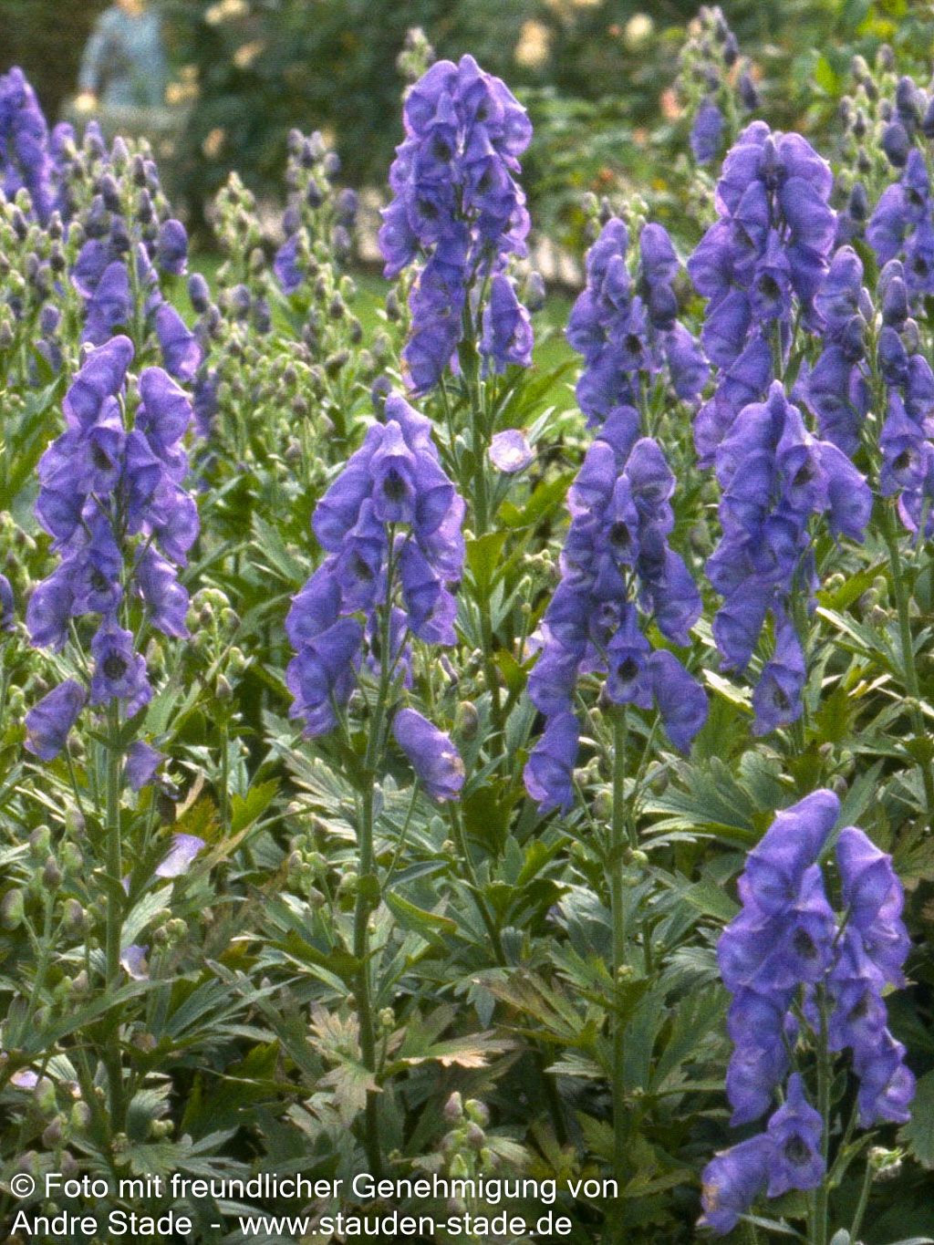 Hoher Herbst-Eisenhut 'Arendsii' (Aconitum carmichaelii , veg.)