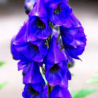 Hoher Herbst-Eisenhut 'Arendsii' (Aconitum carmichaelii)