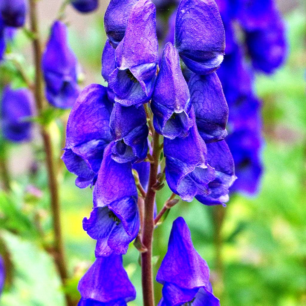 Hoher Herbst-Eisenhut 'Arendsii' (Aconitum carmichaelii)