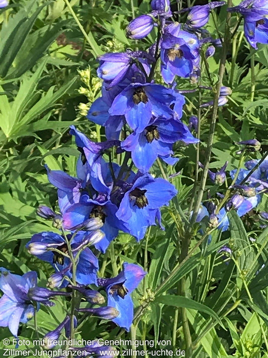 Hoher Rittersporn 'Blaustrahl' (Delphinium x elatum)