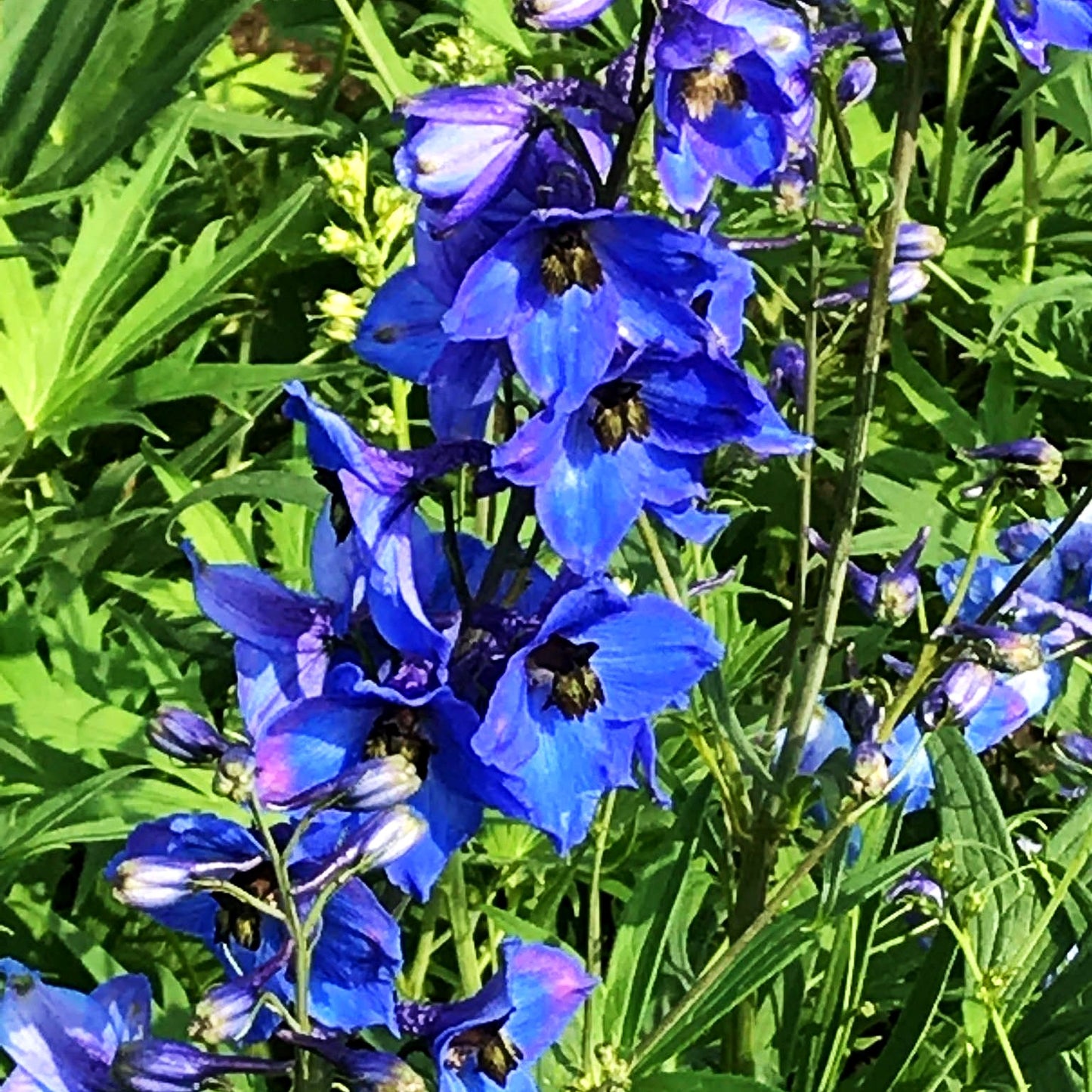 Hoher Rittersporn 'Blaustrahl' (Delphinium x elatum)