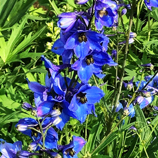 Hoher Rittersporn 'Blaustrahl' (Delphinium x elatum)
