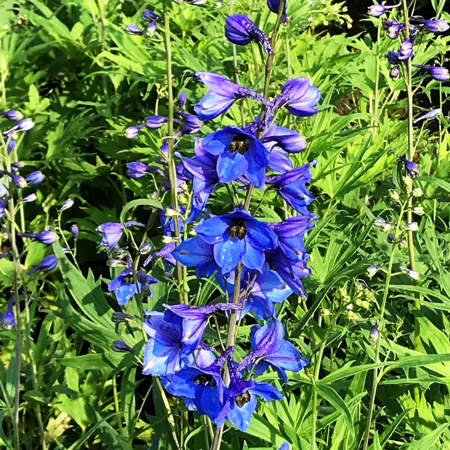 Hoher Rittersporn 'Blaustrahl' (Delphinium x elatum)