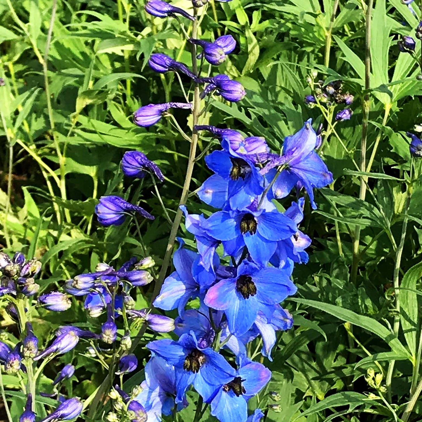 Hoher Rittersporn 'Blaustrahl' (Delphinium x elatum)