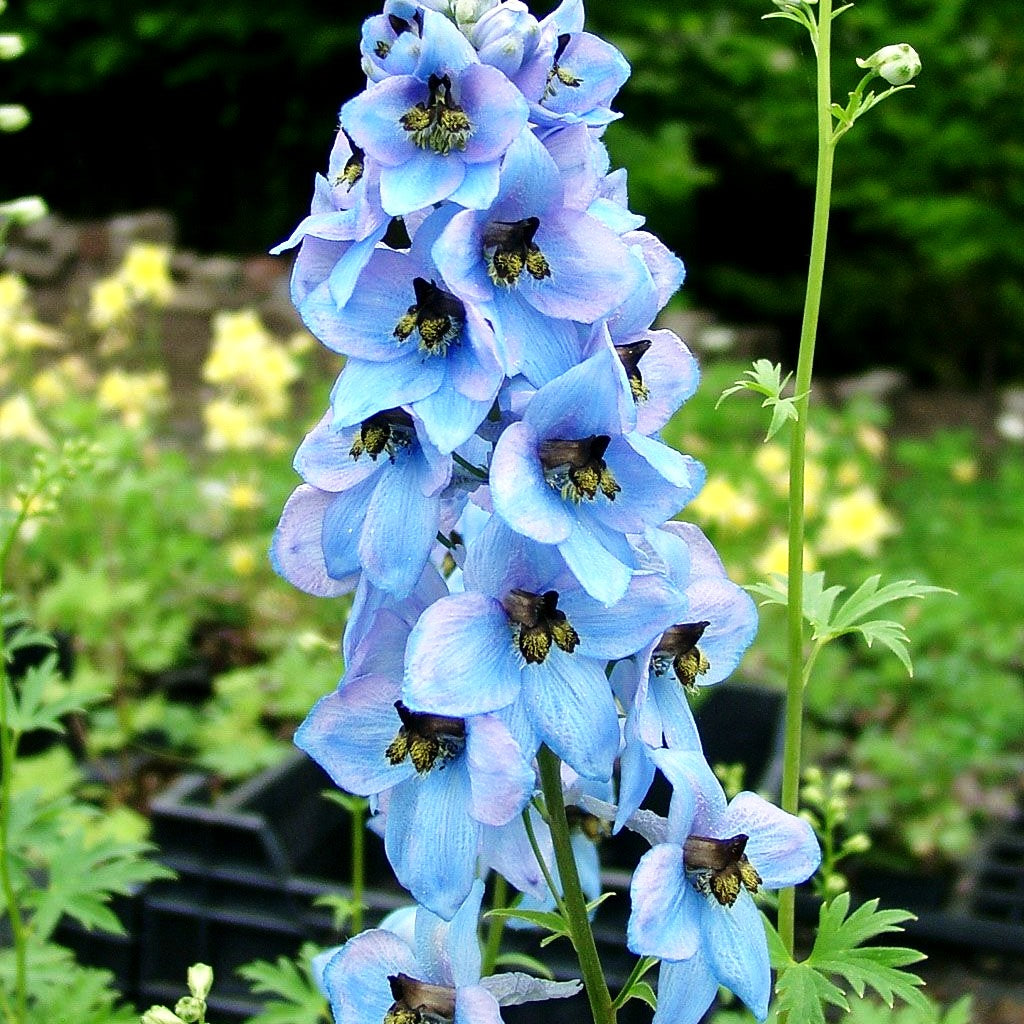 Hoher Rittersporn 'Blaustrahl' (Delphinium x elatum)