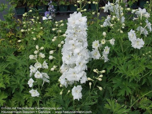 Hoher Rittersporn 'Diamant' (Delphinium x cult.)