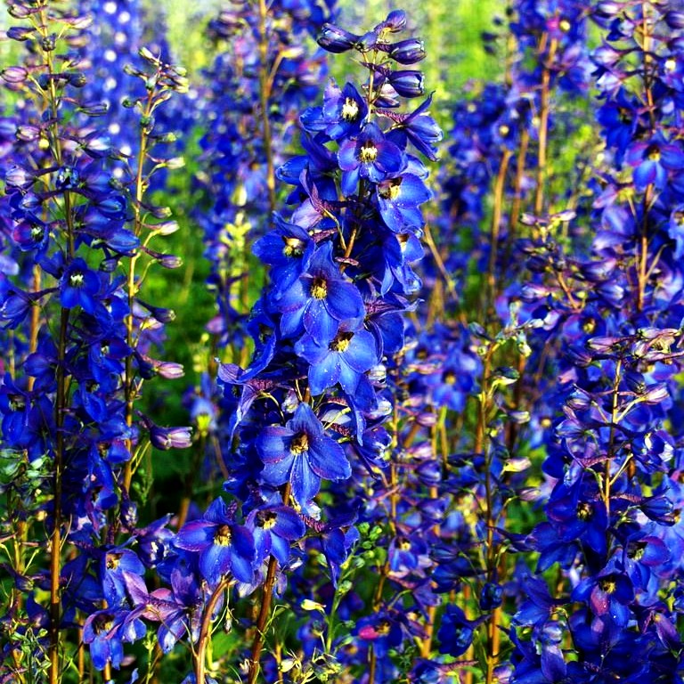 Hoher Rittersporn 'Finsteraarhorn' (Delphinium x elatum)