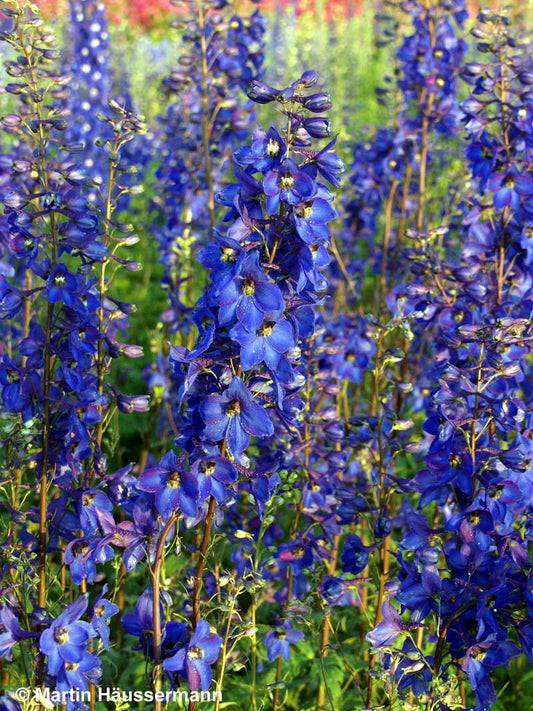 Hoher Rittersporn 'Finsteraarhorn' (Delphinium x elatum)