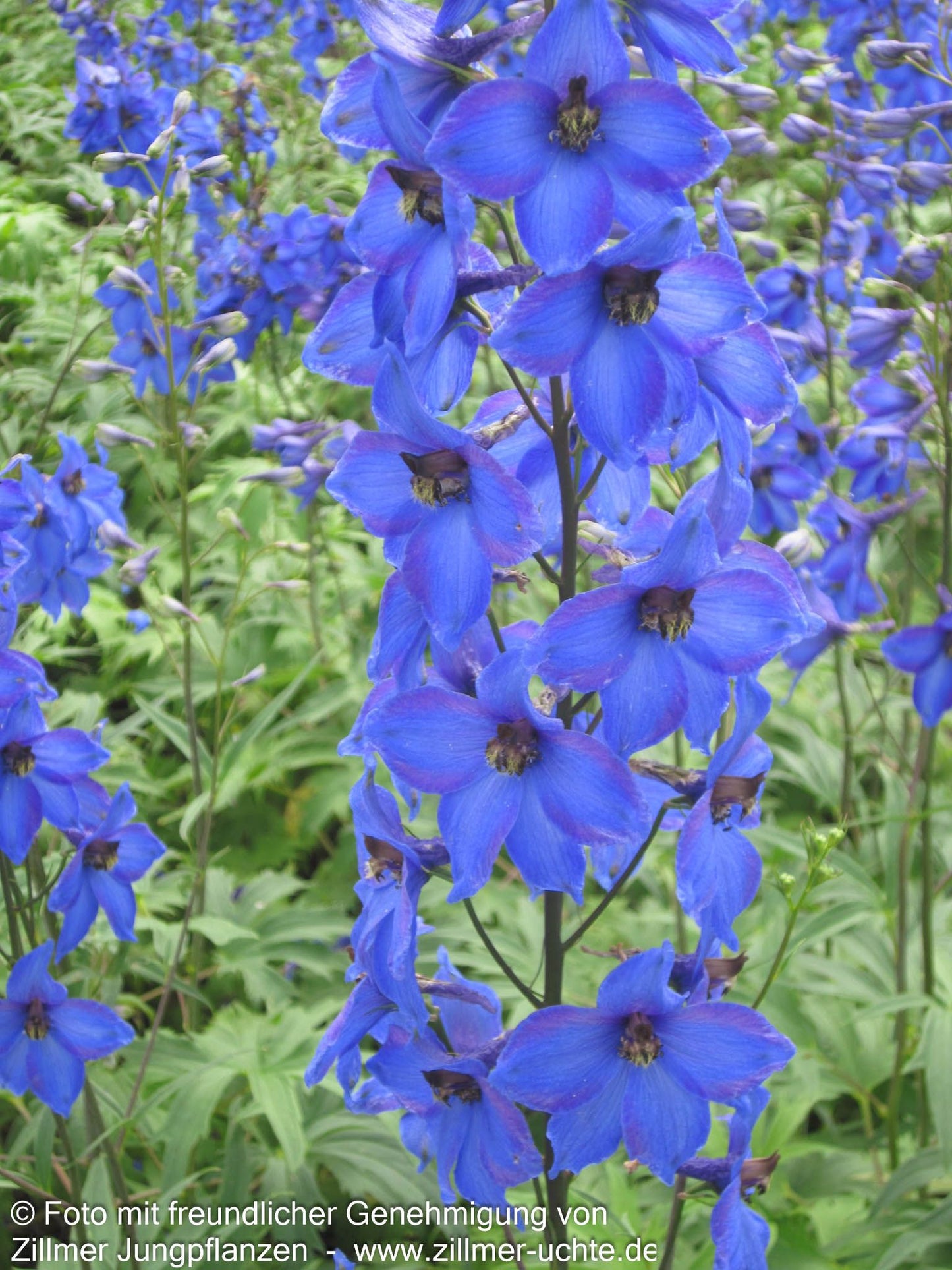 Hoher Rittersporn 'Finsteraarhorn' (Delphinium x elatum)