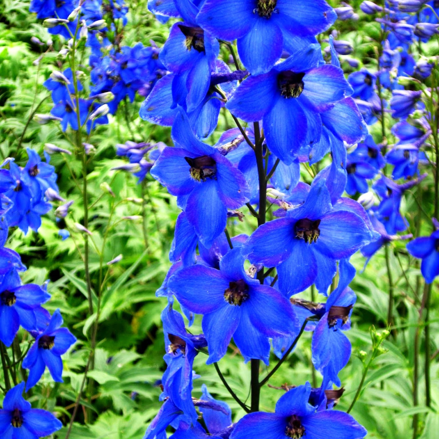 Hoher Rittersporn 'Finsteraarhorn' (Delphinium x elatum)
