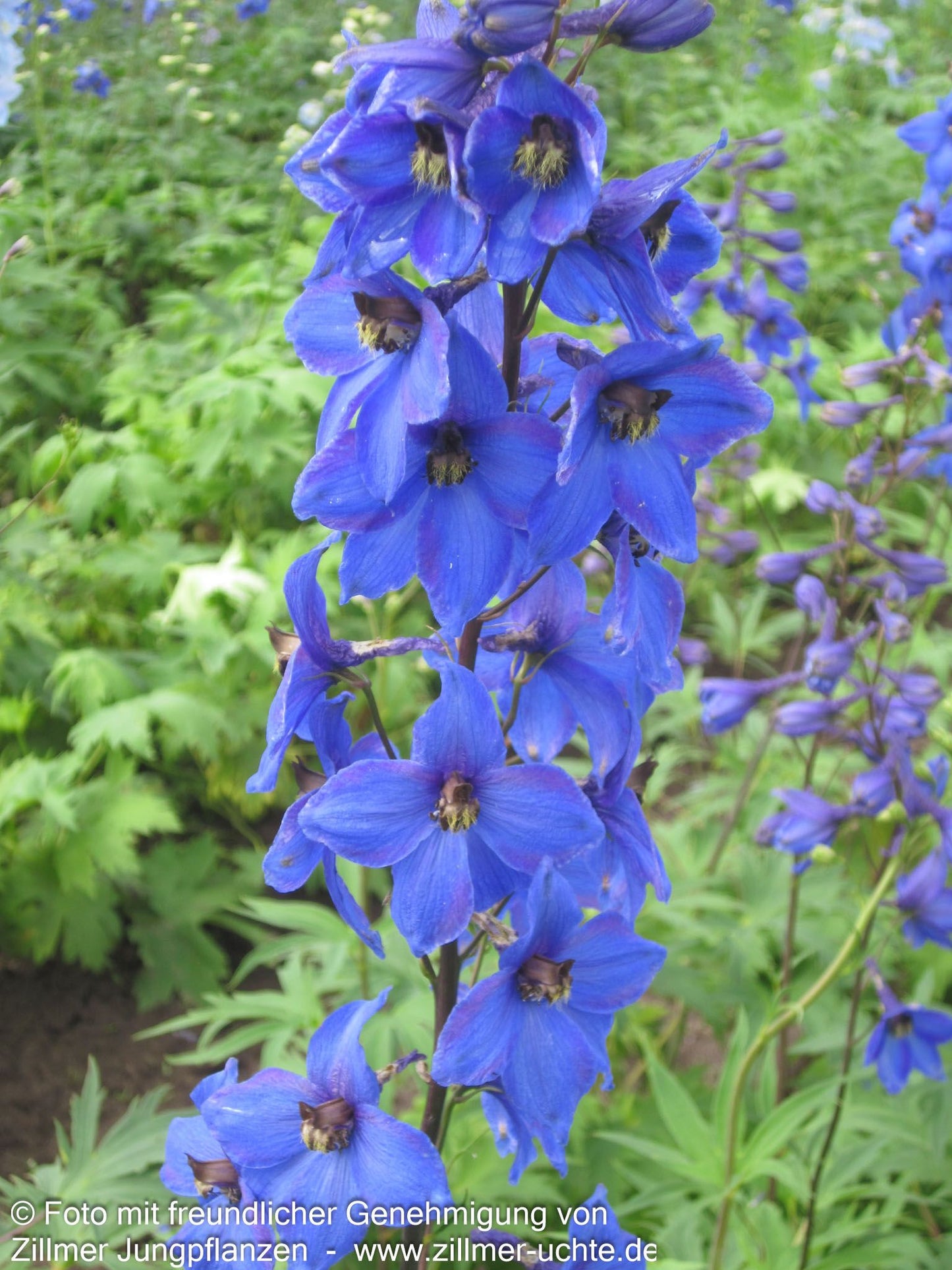 Hoher Rittersporn 'Finsteraarhorn' (Delphinium x elatum)