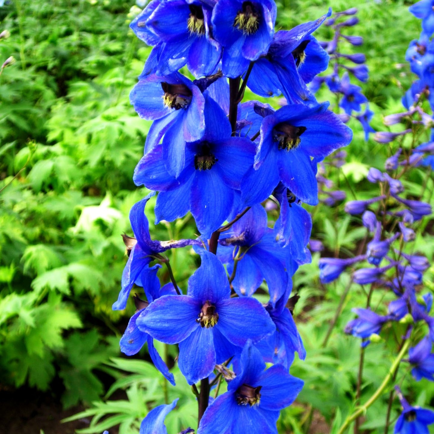 Hoher Rittersporn 'Finsteraarhorn' (Delphinium x elatum)