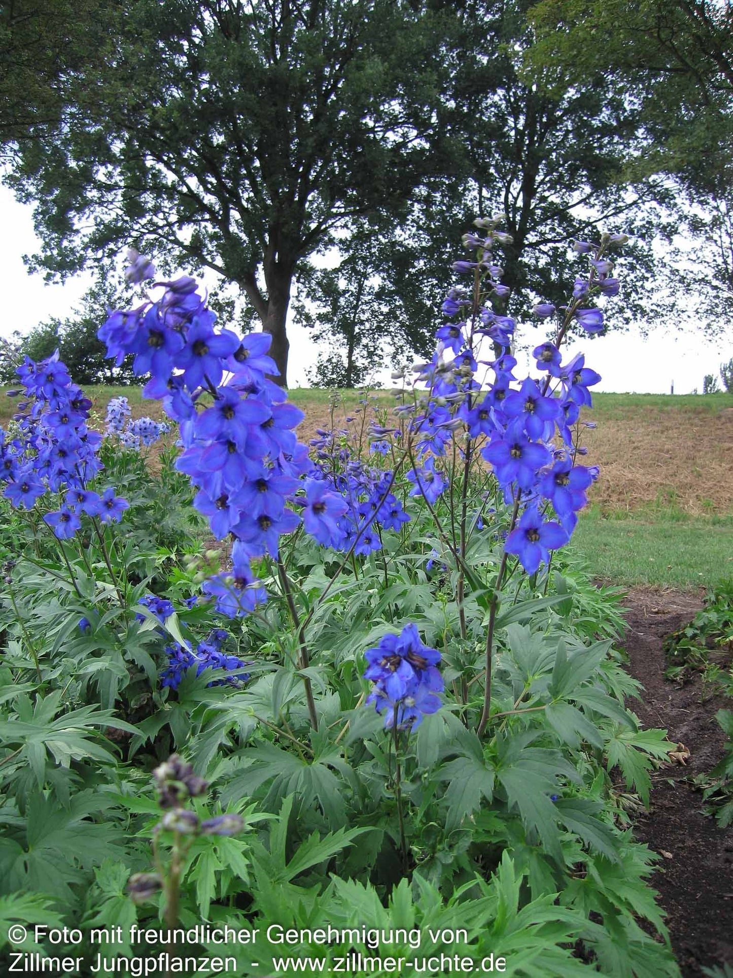 Hoher Rittersporn 'Finsteraarhorn' (Delphinium x elatum)