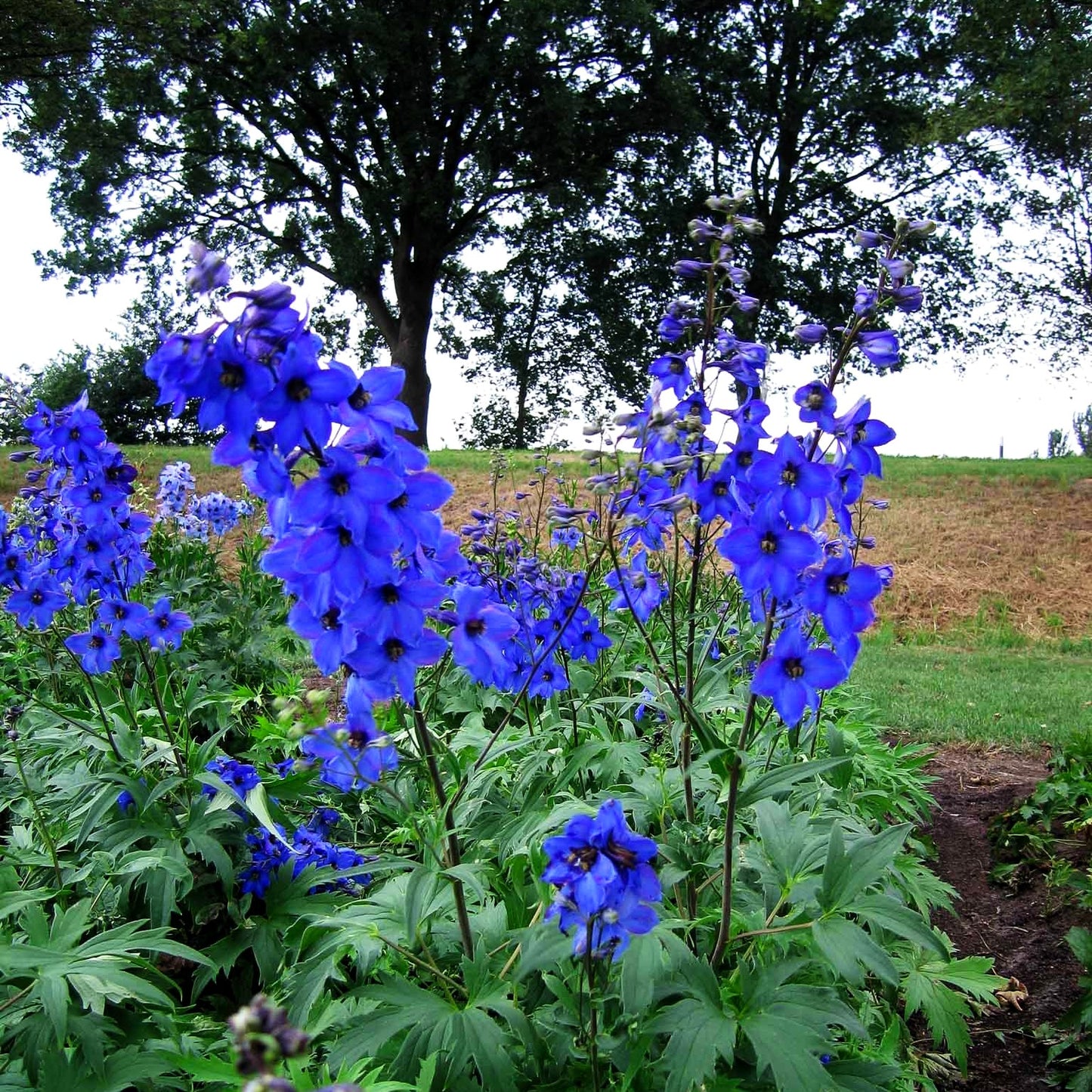 Hoher Rittersporn 'Finsteraarhorn' (Delphinium x elatum)