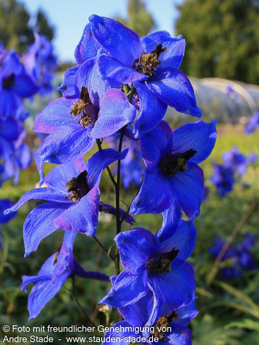 Hoher Rittersporn 'Finsteraarhorn' (Delphinium x elatum)