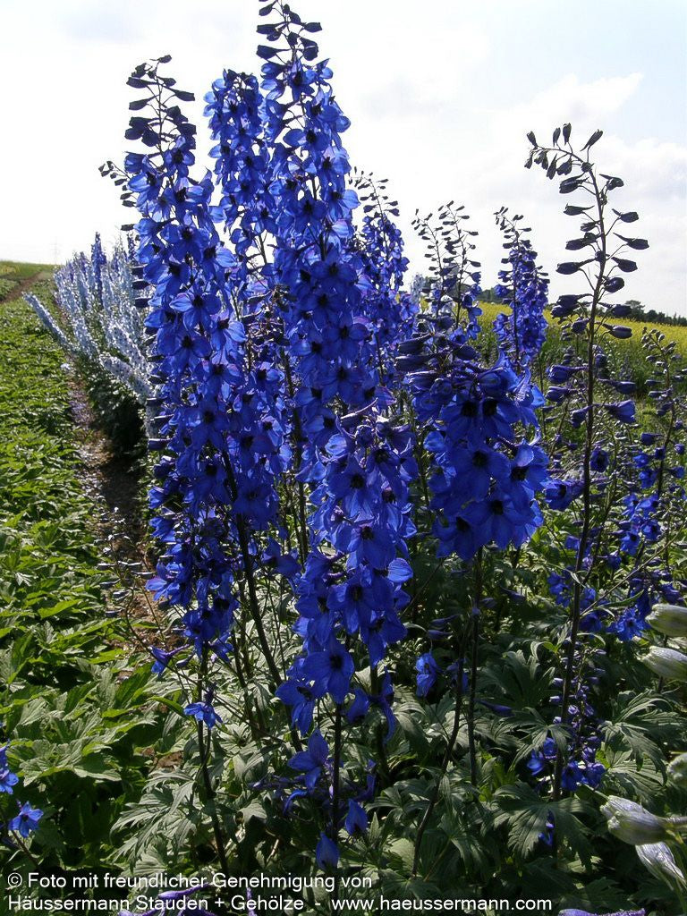 Hoher Rittersporn 'Finsteraarhorn' (Delphinium x elatum)