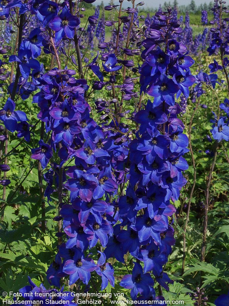 Hoher Rittersporn 'Finsteraarhorn' (Delphinium x elatum)