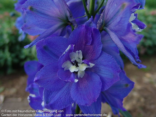 Hoher Rittersporn 'Independence' (Delphinium x elatum)