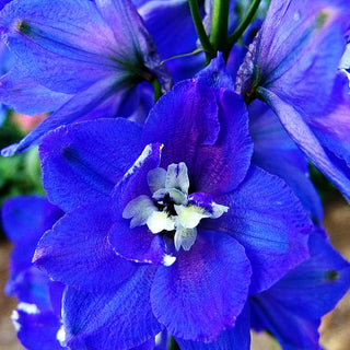 Hoher Rittersporn 'Independence' (Delphinium x elatum)