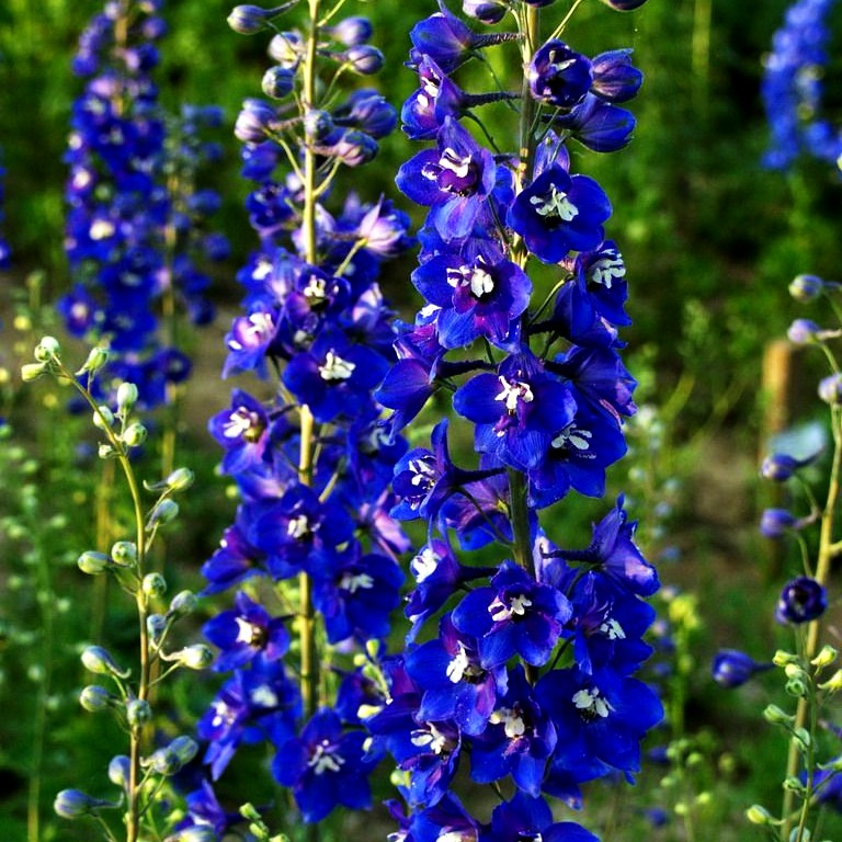 Hoher Rittersporn 'Lanzenträger' (Delphinium x elatum)
