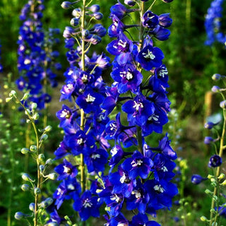 Hoher Rittersporn 'Lanzenträger' (Delphinium x elatum)