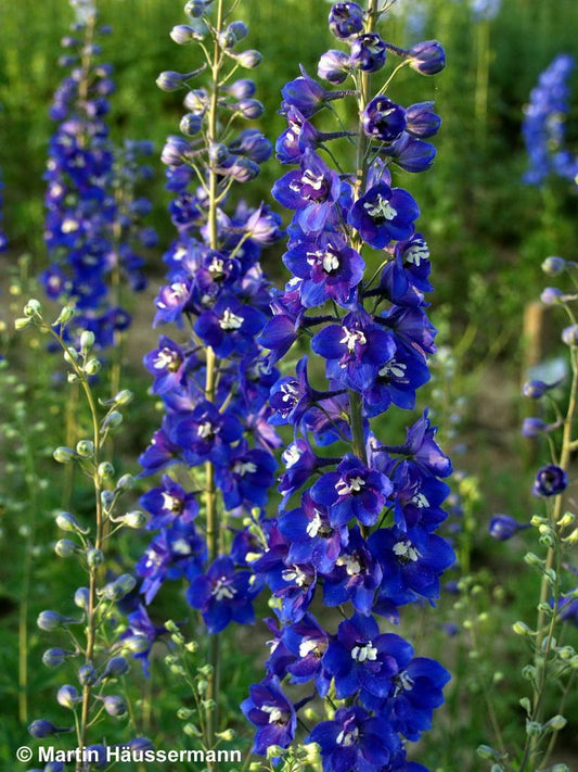 Hoher Rittersporn 'Lanzenträger' (Delphinium x elatum)