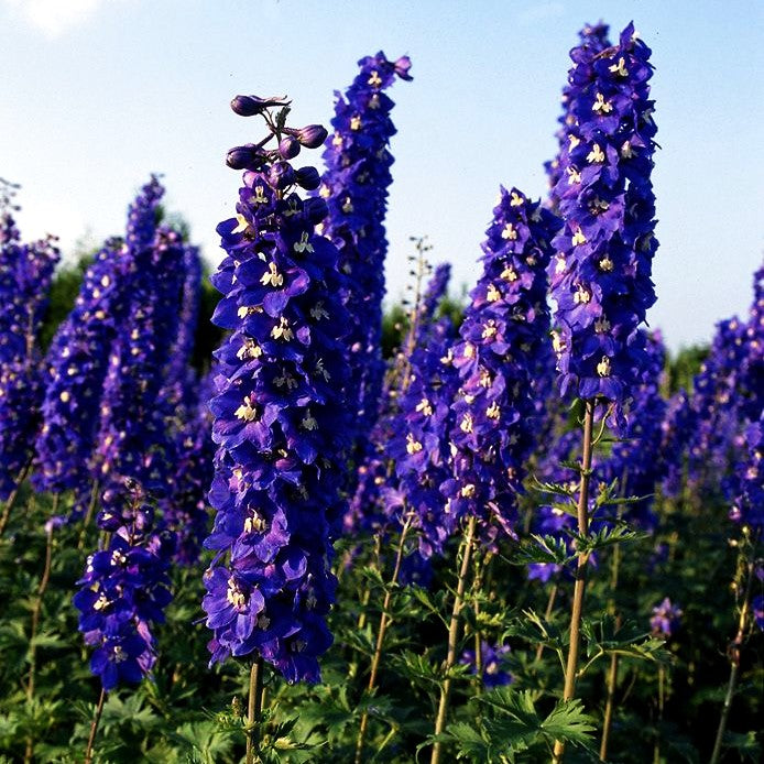 Hoher Rittersporn 'Lanzenträger' (Delphinium x elatum)
