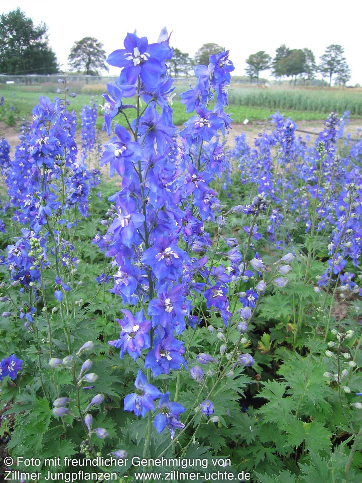 Hoher Rittersporn 'Lanzenträger' (Delphinium x elatum)