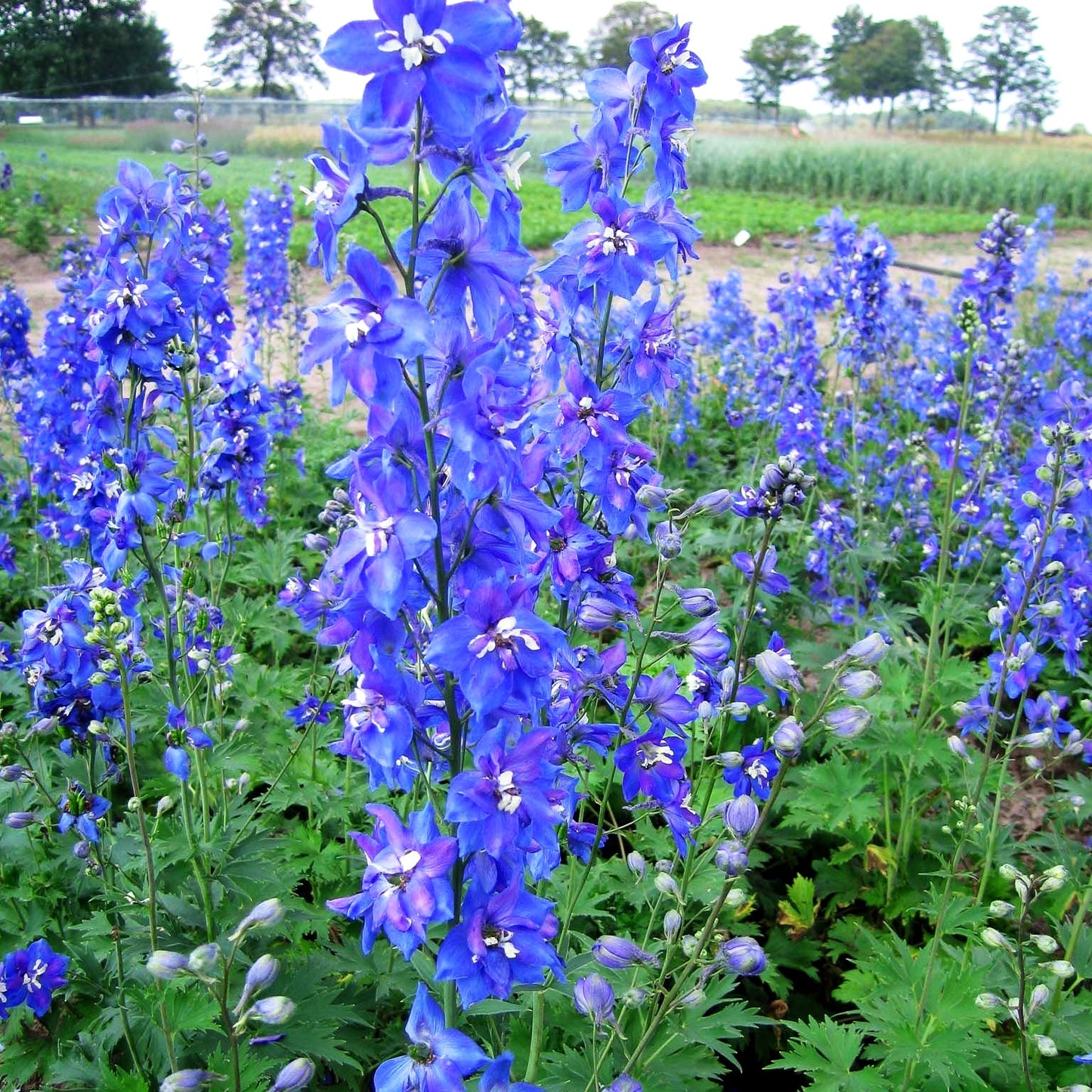 Hoher Rittersporn 'Lanzenträger' (Delphinium x elatum)