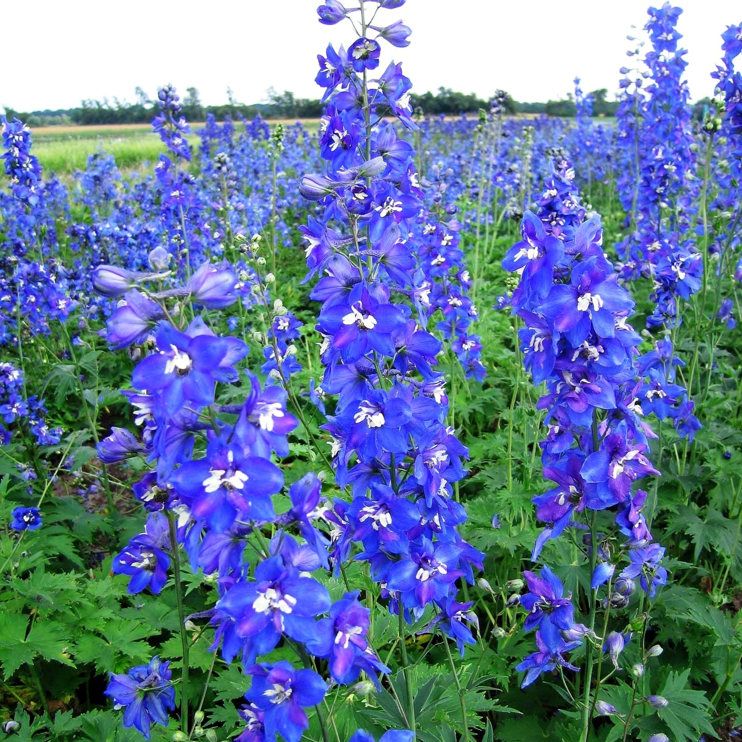 Hoher Rittersporn 'Lanzenträger' (Delphinium x elatum)