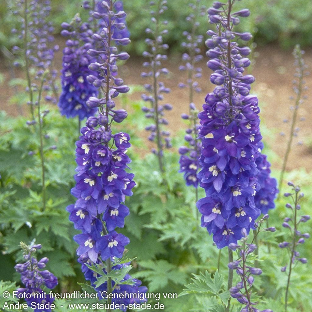 Hoher Rittersporn 'Lanzenträger' (Delphinium x elatum)