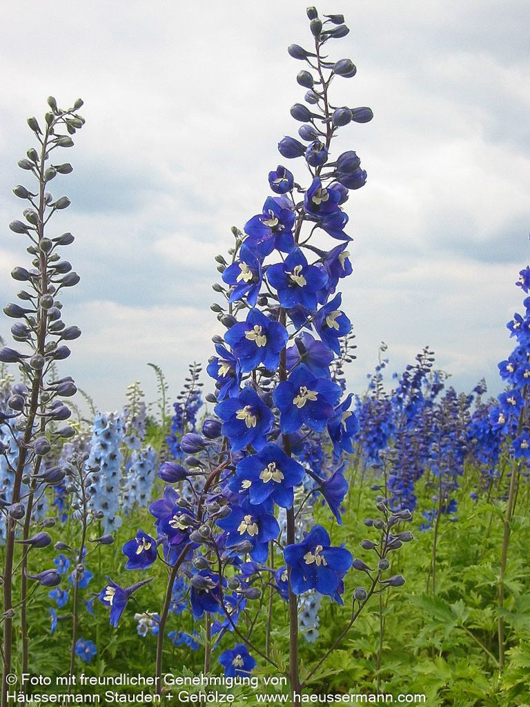 Hoher Rittersporn 'Lanzenträger' (Delphinium x elatum)