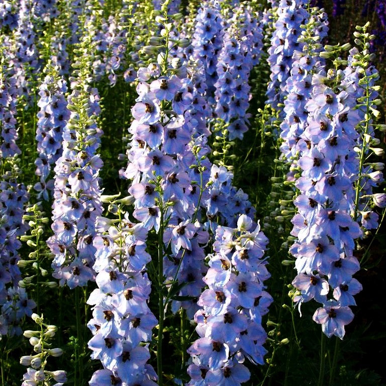 Hoher Rittersporn 'Morgentau' (Delphinium x elatum)