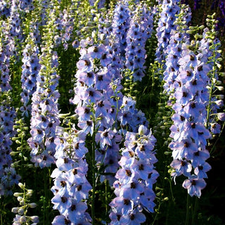 Hoher Rittersporn 'Morgentau' (Delphinium x elatum)