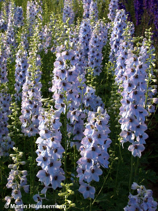 Hoher Rittersporn 'Morgentau' (Delphinium x elatum)