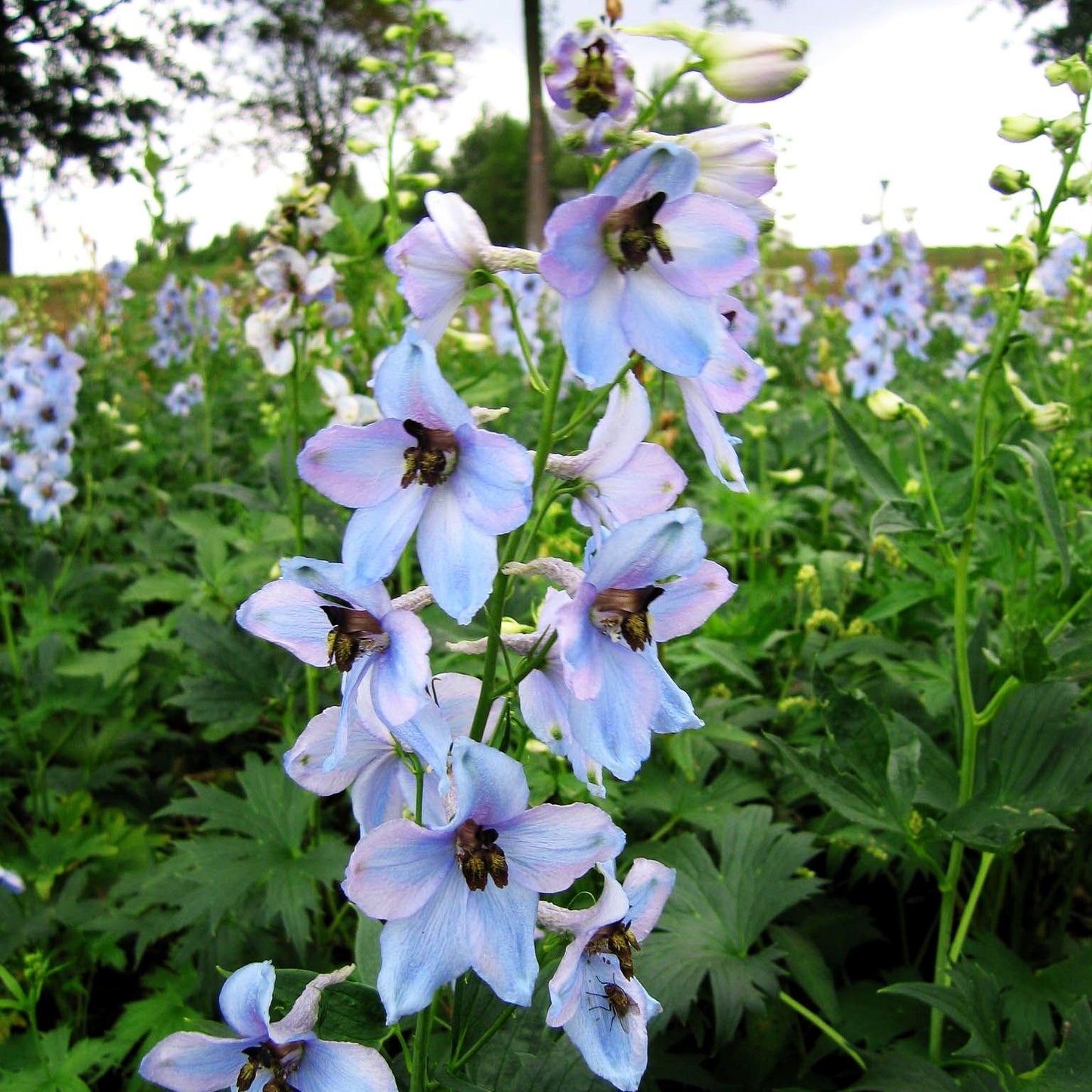 Hoher Rittersporn 'Morgentau' (Delphinium x elatum)