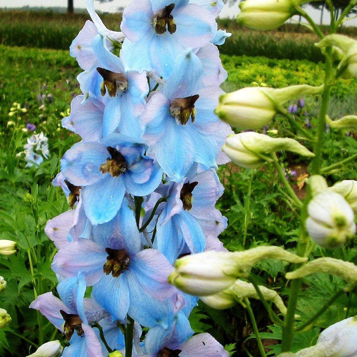 Hoher Rittersporn 'Morgentau' (Delphinium x elatum)